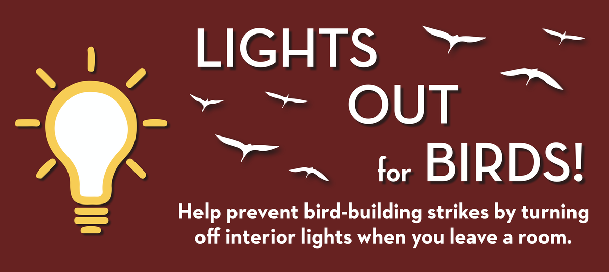 Lights Out for Birds banner