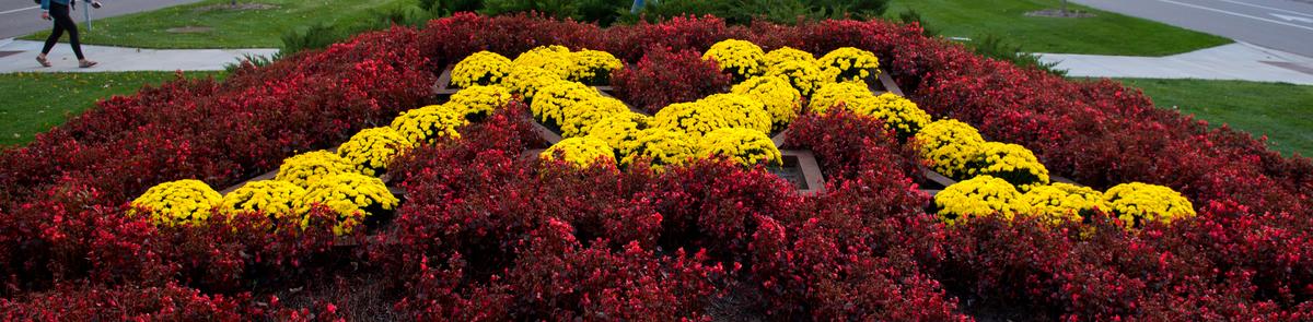 Yellow flowers planted in a block M shape with red flowers surrounding it. 